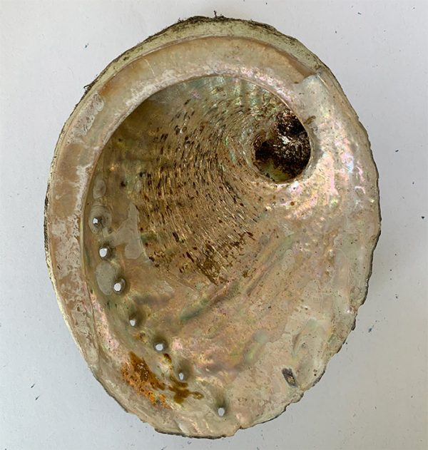 Abalone Shell