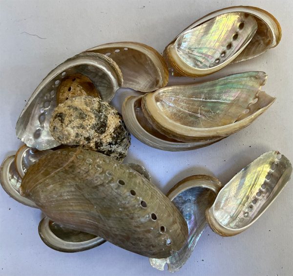 Abalone Chips